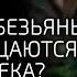 Почему обезьяны не превращаются в человека Мифы об эволюции человека
