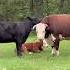 Happy Easter From The Rufus Family Rufusthebull Cow