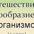 5 класс Обобщающий урок Разнообразие живых организмов