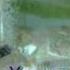 Морской рак Циндао видео 水槽内のワタリガニ
