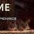 Ритуалы для настройки перед занятием