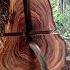 A Man Cuts Down A Big Tree With A Chainsaw The Wood Grain Looks Beautiful Woodworking Chainsaw