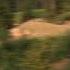 Remy Metailler Speeds Up The Whistler Mountain Bike Park