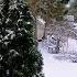АлексейРоманюта Забудь природа шансон шортс любимаяпесня музыка парк цветы апрель снег