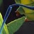 Opening To A Bug S Life 1998 AMC Theaters