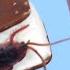 BUG ON ICE CREAM SANDWICH