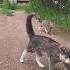 Утро завтрашнего дня 6кошек Cat коб