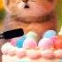 HAPPY BIRTHDAY TO YOU IBRAHIM HAPPY BIRTHDAY SONG WITH NAMES Adorable Cute Cat Cat Cute