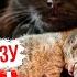 Котят хотели утопить но Удивительные истории из жизни животных Кошки Задонского монастыря