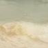 Tortue Blanc