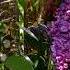 Romantic Saxophone It Seems Like Yesterday My Mother Ніби вчора рідна мамо АК SAX MUSIC
