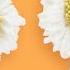 DAISY CAKE POPS I More Fun And Easy Eastern Cake Pops I Easter Set