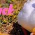 Learn English Through Story BEATRIX POTTER The Tale Of Jemima Puddle Duck