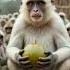 How The Monkey All The Small Monkeys Mix Their Family