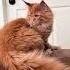 From Kitten To Majestic Maine Coon Epic Tail Growth At 9 Months