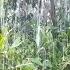 The Sound Of Heavy Rain Is Very Effective For Treating Insomnia Suitable For Calming The Mind ASMR