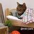 My Boss Calling Me On Off Days Shorts Cat Funnycats