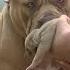 Don T Touch My Baby Angry Pitbull Viral Short