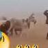 Sufyan Foryou Nature Viralvideo Funny