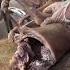 Dog Meat Food Specialfood Streetfood
