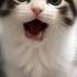 Small Cute Cat Is Happy And Singing APT Song