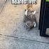 Bird Got Hit By Truck So Sad Shorts Birds Sad