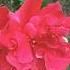 Red Hibiscus Song Cover Love Music Trending Flowers Gardenflowers Viralvideos Nature