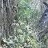 秘境之眼 林麝 20250213 CCTV