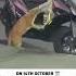 Cat Arrested For Stealing Fish