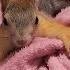 Как комфортно обустроить вольер для белки игрушки и прочее Aviary For A Squirrel