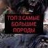 топ 3 самые большие породы собак