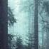 DARK FOREST Ambience And Music Sounds Of Dark Misty Forest With Ambient Music