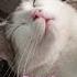 Стой стой не уходи Cat котики подпишись рекомендации