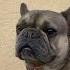 Мотивация на успех принятия решений Motivation Frenchbulldog мышление