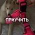 шлейка кинолог зоопсихолог собака зоопсихология кинология амунициядлясобак