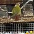 My Pet Bird Died Sad Edit Petbirds Sadedits Bird