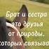 брат и сестра любовь цитатыосмысле душа цитатыпрожизнь цитатыизкниг природа