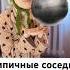 Типичные соседи Кот кругляш 234569075 жиза смешное юмор игрушки шутки рек