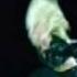 Britney Spears What U See Is What U Get