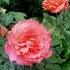 Роза Бельведер в моем саду 18 08 21 Tantau 2001 Германия Belveder Rose In My Garden Shorts