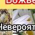 Касперовская икона Божьей Матери Невероятная история чудотворной иконы на Украине прибавит веры