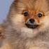 Pomeranianweibchen Sucht Nach Neue Zuchause