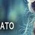 Nando Fortunato Like You Original Mix