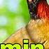 Suara Burung Kutilang Emas Ribut Buat Mikat Dan Pancingan