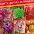 Посадка розы от а до я Коротко и ясно