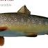 Piano Quintet In A Major D 667 The Trout V Allegro Giusto