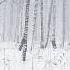 Snowstorm In The Forest Winter Blizzard Sounds For Sleep Relaxation Natural White Noise Sounds