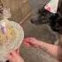 5 лет хвостикам С днем рождения семья мамасхвостами