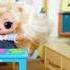 Lol Surprise Doll Tammy Is A Huge Bully To Cutie