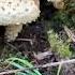 Modern Biology Mushroom Music